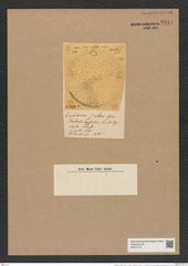 Cerataulus scaber (Grev.) cfr. Rattr. (de-Toni-Nr.: Genus 173, Species 4442) Zeichnungen Sammlung Grunow Nr. 8014 (NHMW-BOT-W0377313)